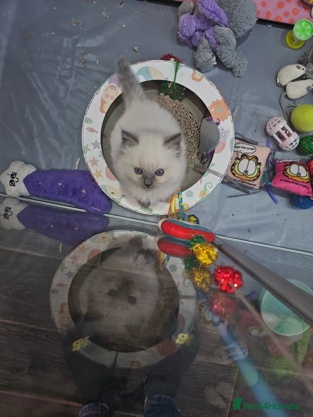Ragdoll cats for sale: One gorgeous little blue point ragdoll boy - Image 4