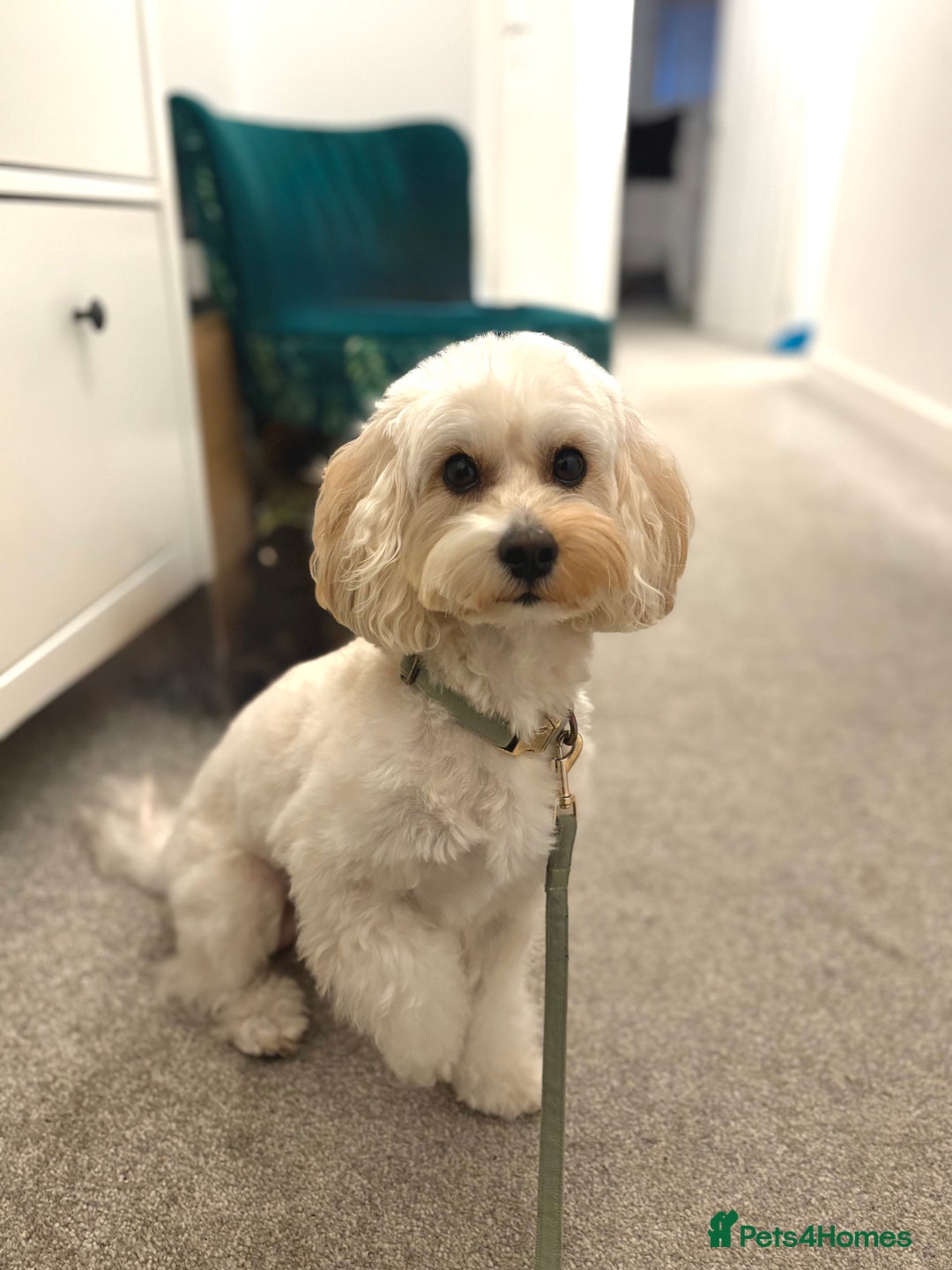 Maltipoo dogs for stud: Rio: Handsome, Gentle & Ready to Stud ✨ - Advert 2