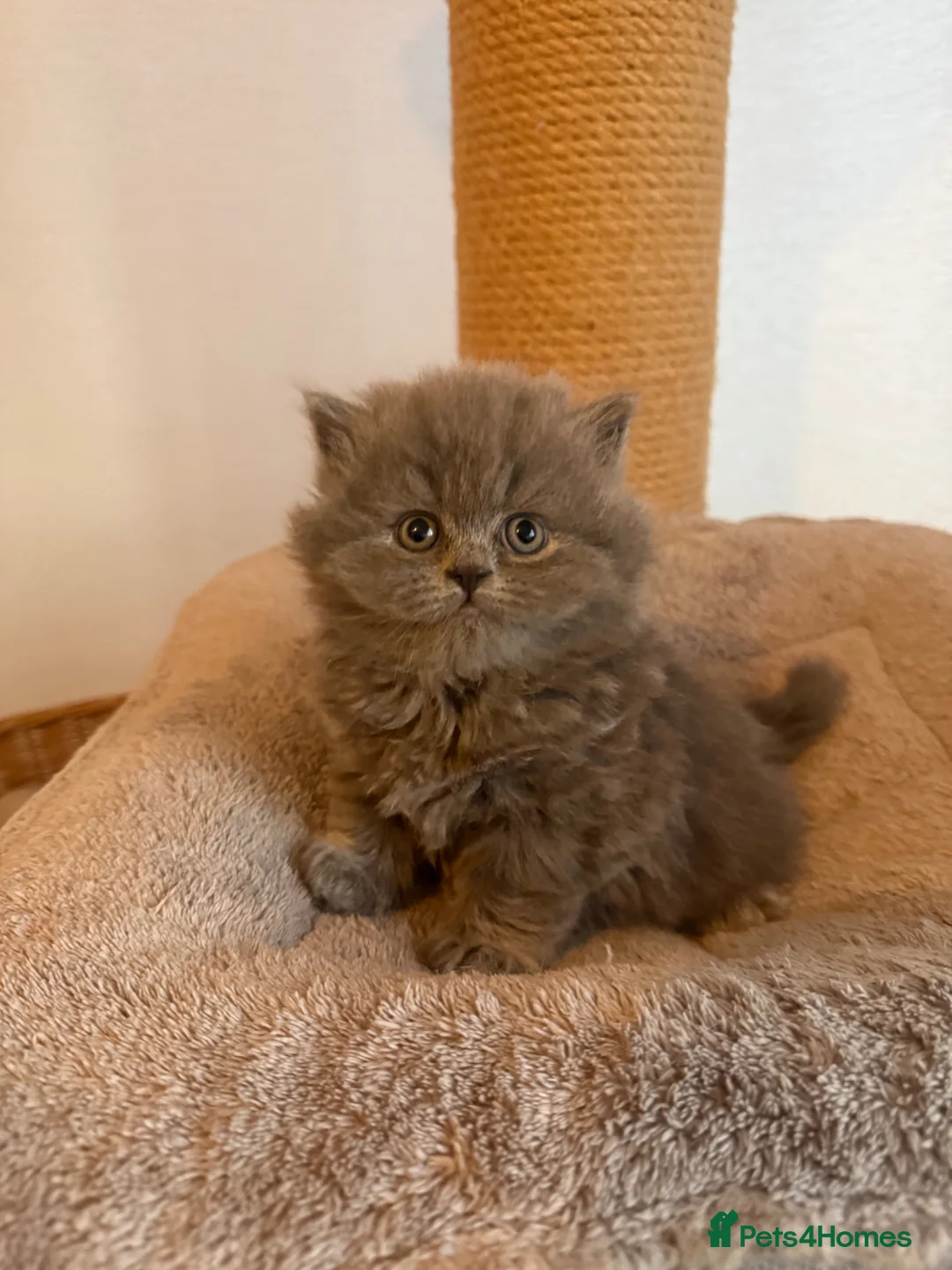 British Shorthair cats for sale: Gccf reg British shorthair & longhairs  in Lincoln - Advert 2