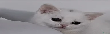 British Shorthair Kitten 1