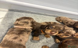 Dachshund dogs for sale: Dachshund puppies for sale  - Image 10