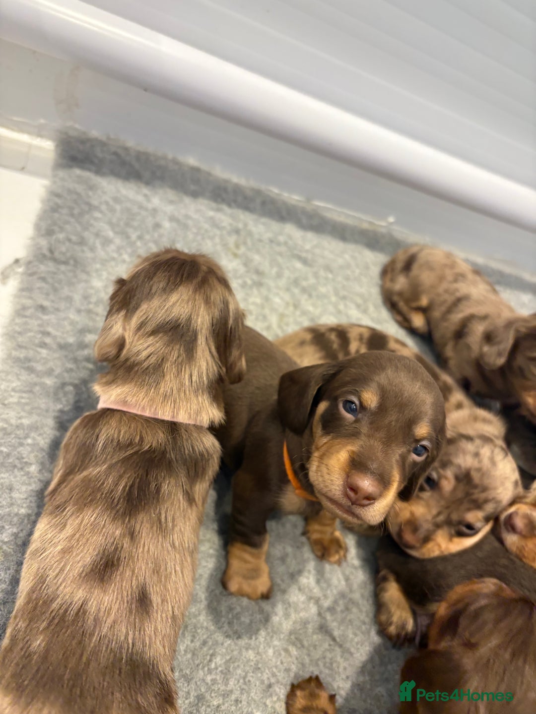 Dachshund dogs for sale: Dachshund puppies for sale  - Image 10