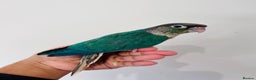 Conures birds for sale: Hand reared conures for sale  - Advert 5