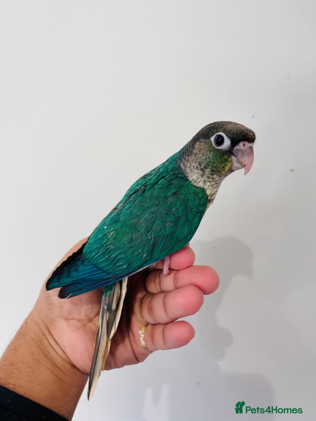 Conures birds for sale: Hand reared conures for sale  - Advert 5