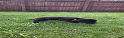 Labrador Retriever dogs for sale: KC Registered Black Labrador Puppies - Advert 16