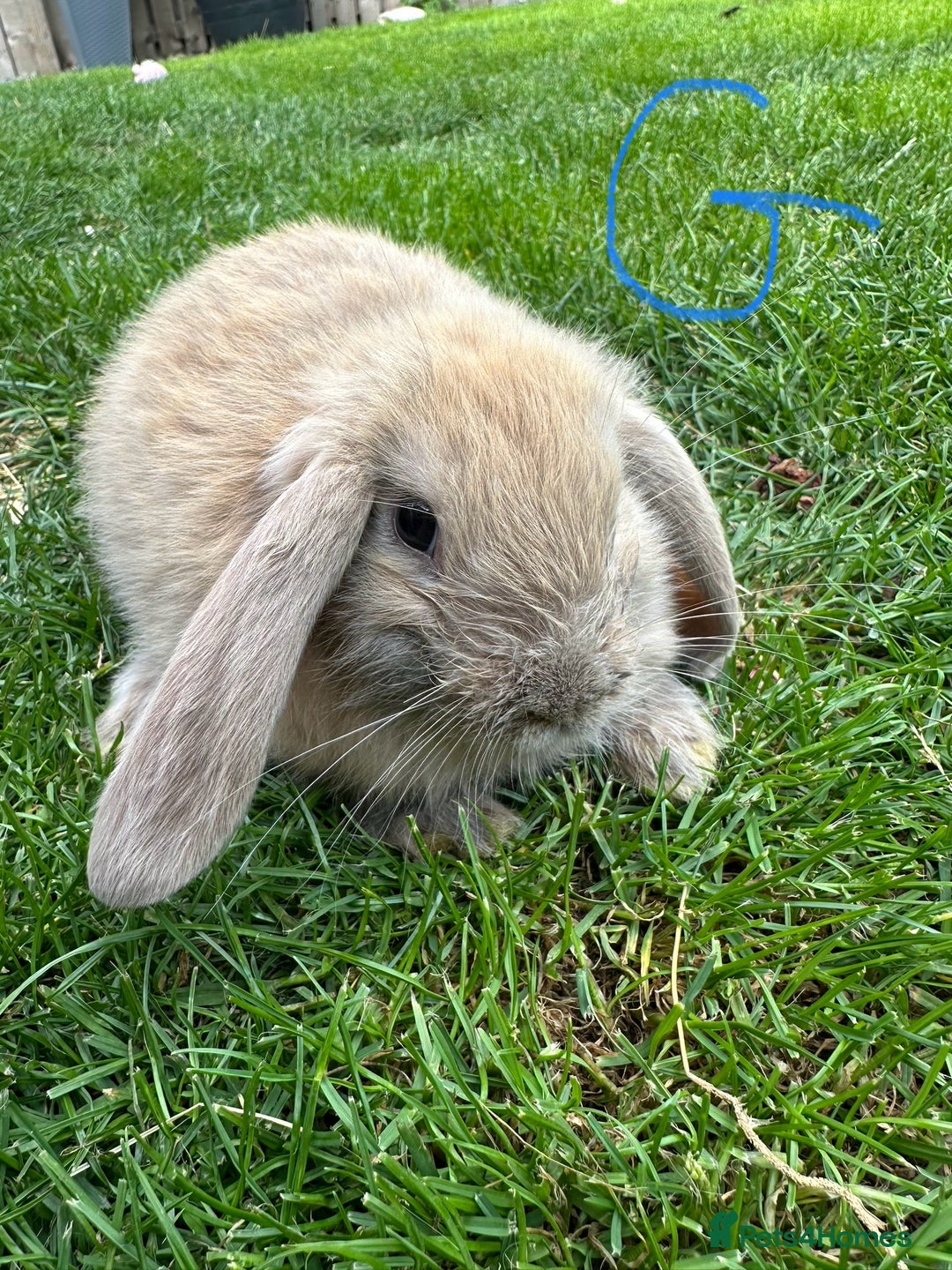 Mini Lop rabbits for sale: Mini Lop Rabbits For Sale  - Image 28