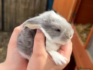 French Lop rabbits 6 x Giant French Lop Bunnies - Advert 18