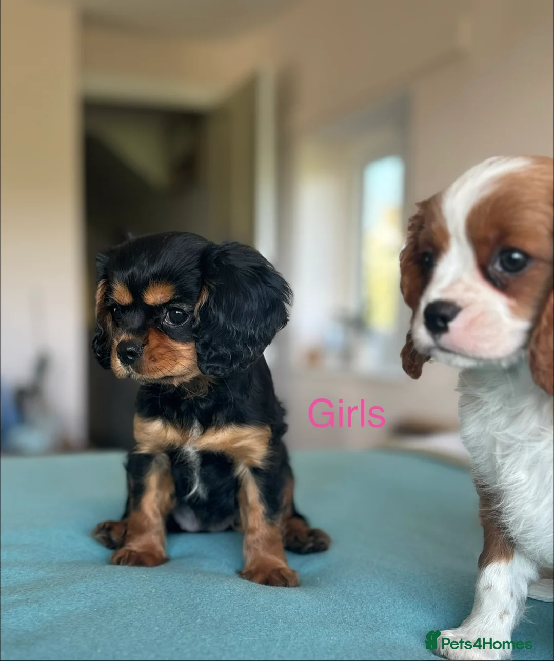 Cavalier King Charles Spaniel dogs for sale: 🐾KC reg,Extensively health tested Cavalier pups🐾 - Advert 9