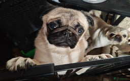 Frug dogs for sale: Frug puppies for sale - Image 2