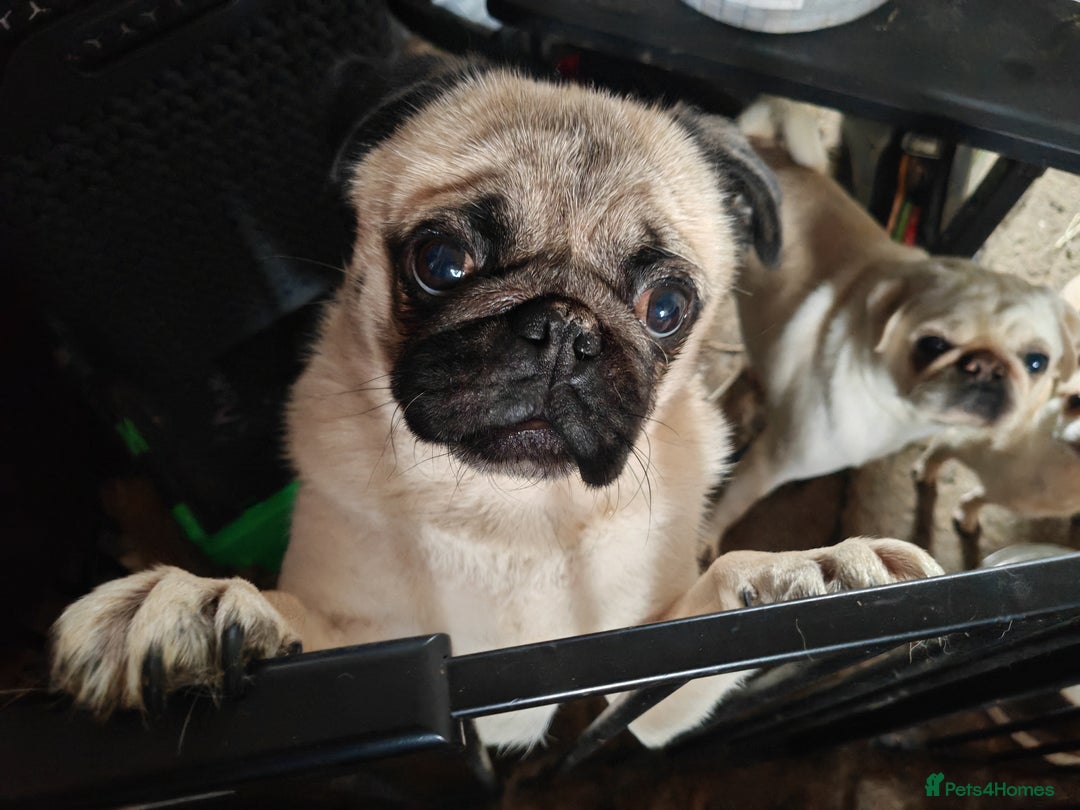 Frug dogs for sale: Frug puppies for sale - Image 2