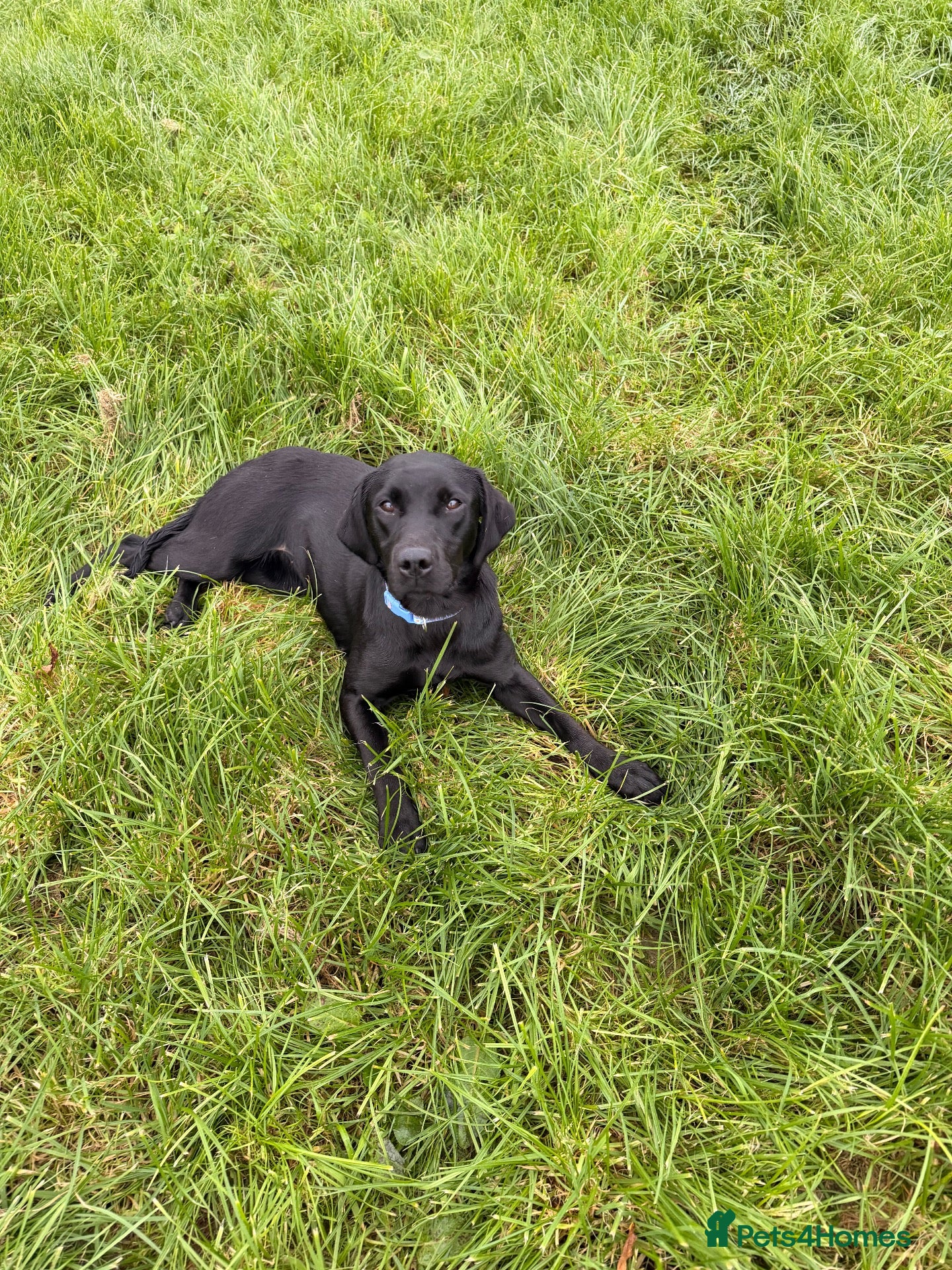 Labrador Retriever dogs 15month old Labrador bitch  - Advert 5