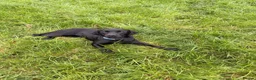 Labrador Retriever dogs for sale: 15month old Labrador bitch  - Advert 1