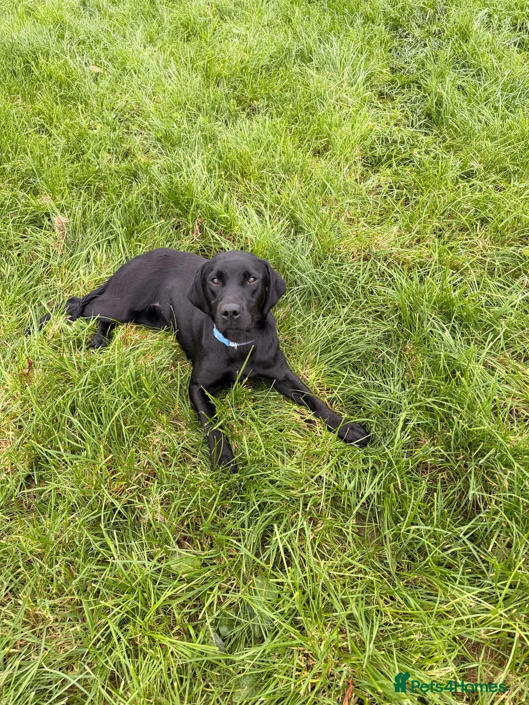 Labrador Retriever dogs for sale: 15month old Labrador bitch  - Advert 1