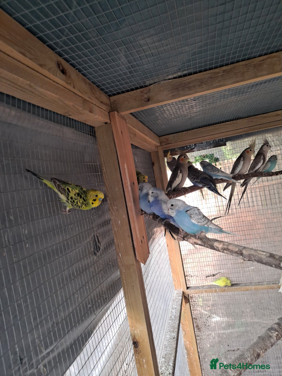 Budgerigars birds for sale: Silly hand tamed baby budgies for sale  - Image 8