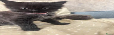 Mixed Breed Kitten 5