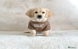 Golden Retriever dogs for sale: Last golden retriever male puppy for sale  - Image 10