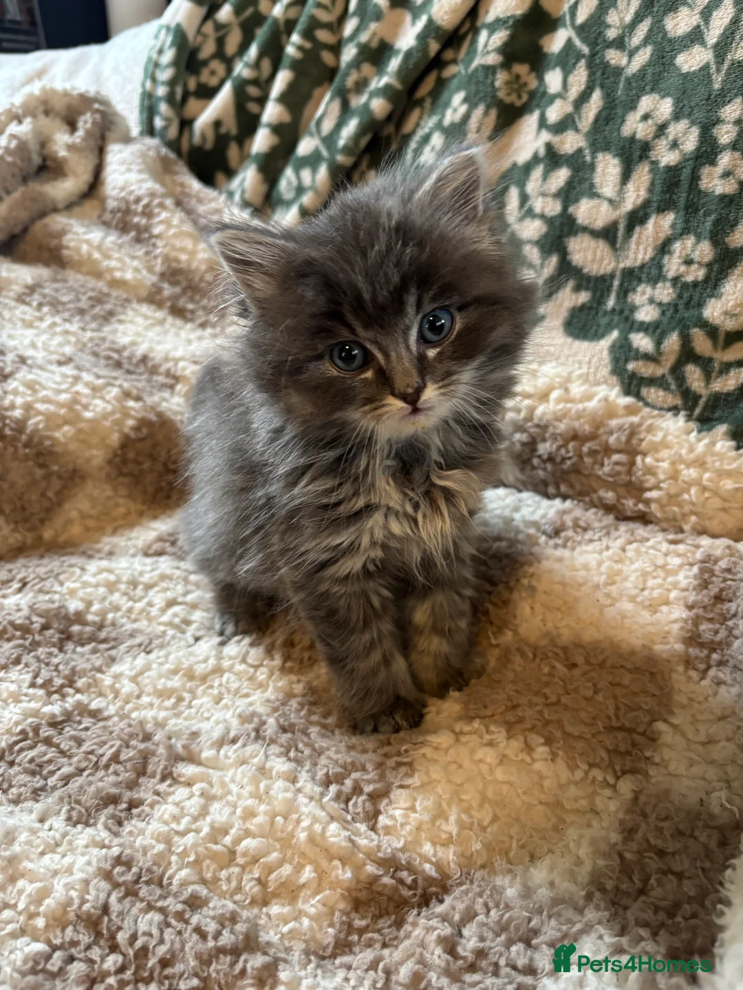 Ragdoll cats for sale: 4 bundles of Ragdoll x joy - Advert 13