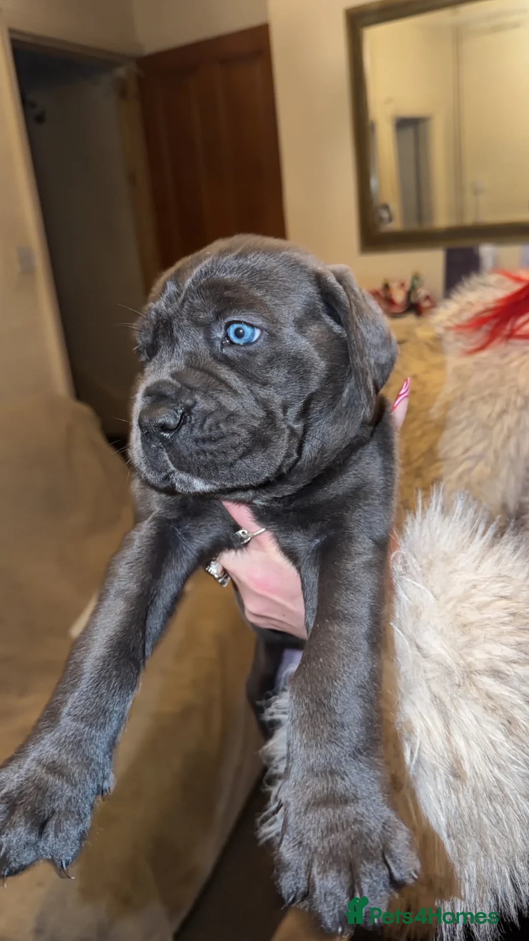 Cane Corso dogs for sale: Champion Bloodline Cane Corso Pups - Advert 2