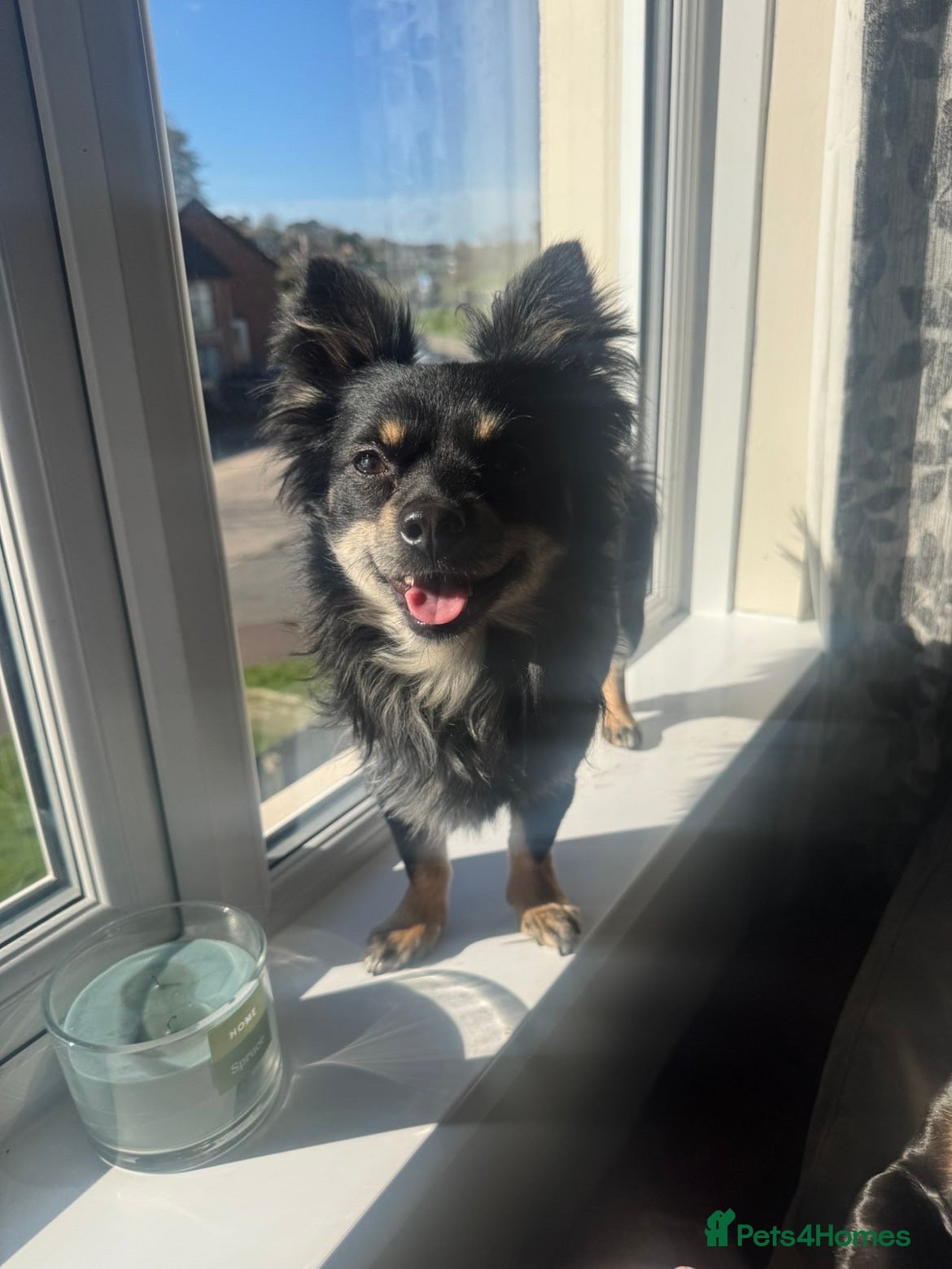 Chihuahua dogs Chihuahua for stud - Advert 2