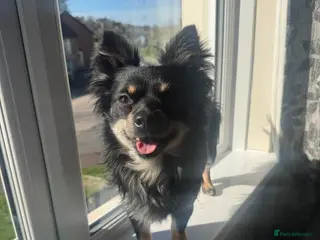 Chihuahua dogs Chihuahua for stud - Advert 2