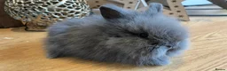 Lionhead rabbits for sale: Double mane lion head baby’s for sale  - Advert 6