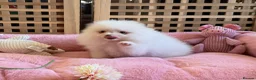 Pomeranian dogs for sale: Tiny White snow Pomeranian Puppies  - Advert 12
