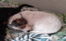 Jack Russell dogs for sale: 15 week wired haired jack Russell teddy  - Image 6