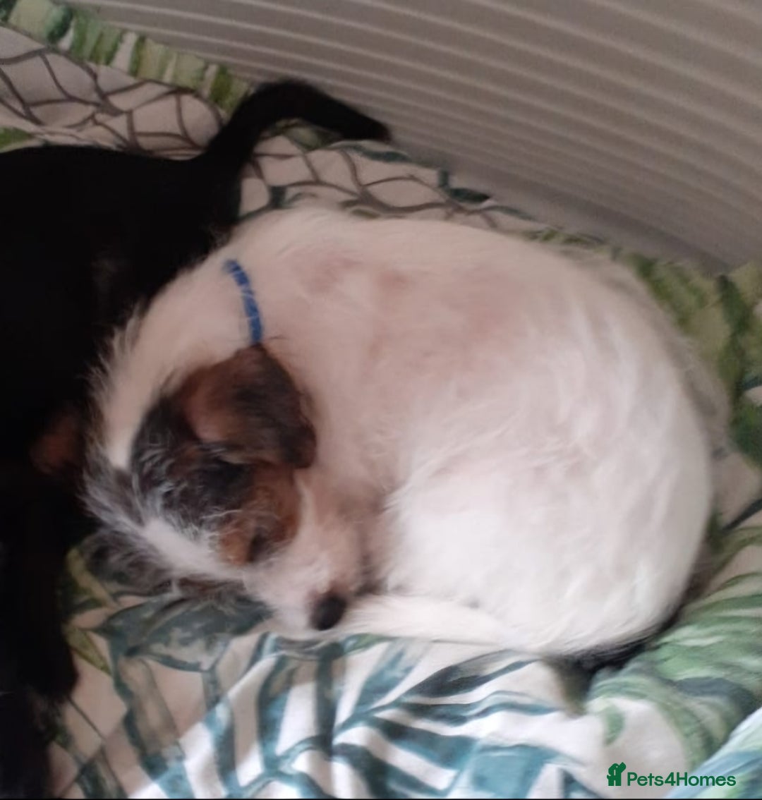 Jack Russell dogs for sale: 15 week wired haired jack Russell teddy  - Image 6