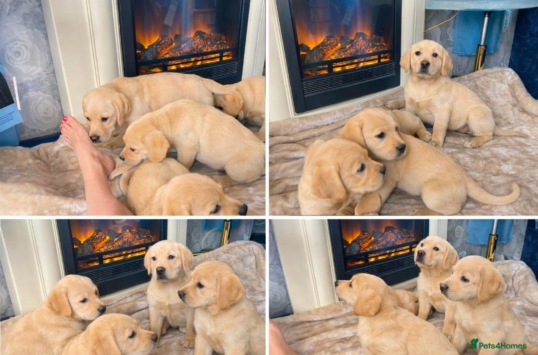 Labrador Retriever dogs Labrador puppys - Advert 1