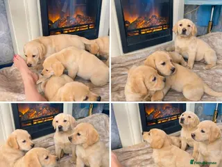 Labrador Retriever dogs Labrador puppys - Advert 1