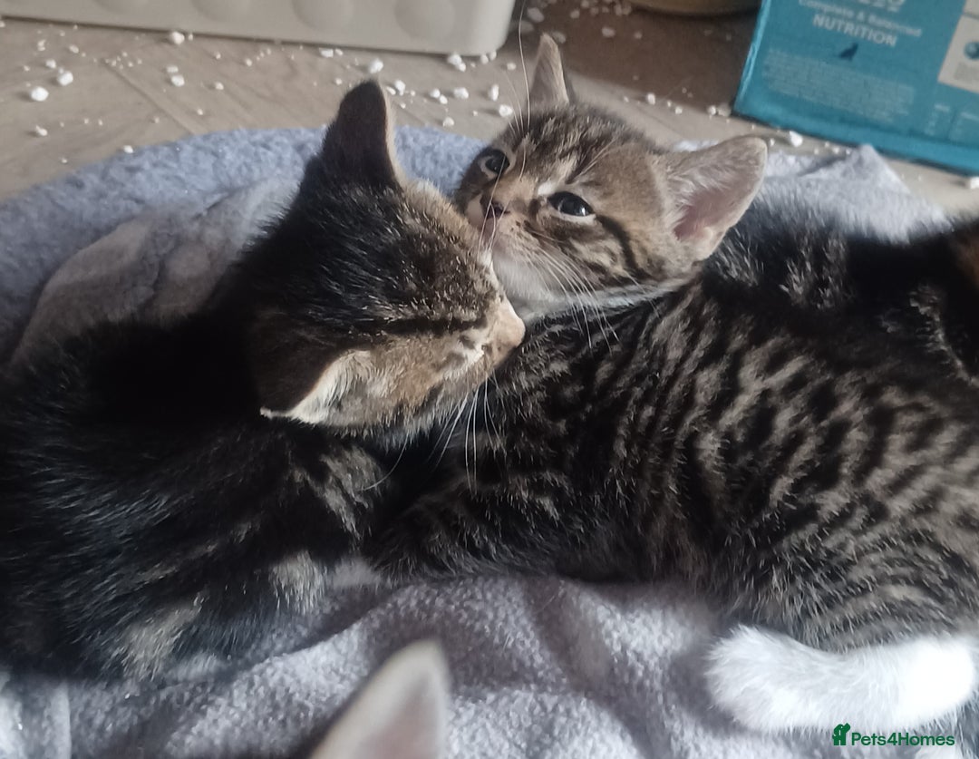 Mixed Breed cats for sale: Gorgeous Bengal x babies **READY NOW** - Image 35