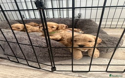 Cockapoo dogs for sale: Gorgeous f2 cockapoo puppies  - Image 5
