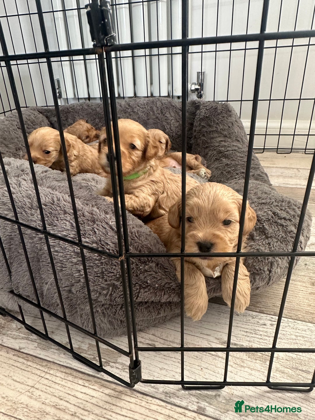 Cockapoo dogs for sale: Gorgeous f2 cockapoo puppies  - Image 5
