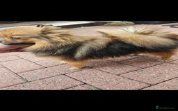 Pomeranian dogs for sale: Pomeranian Girls For Sale  - Image 5