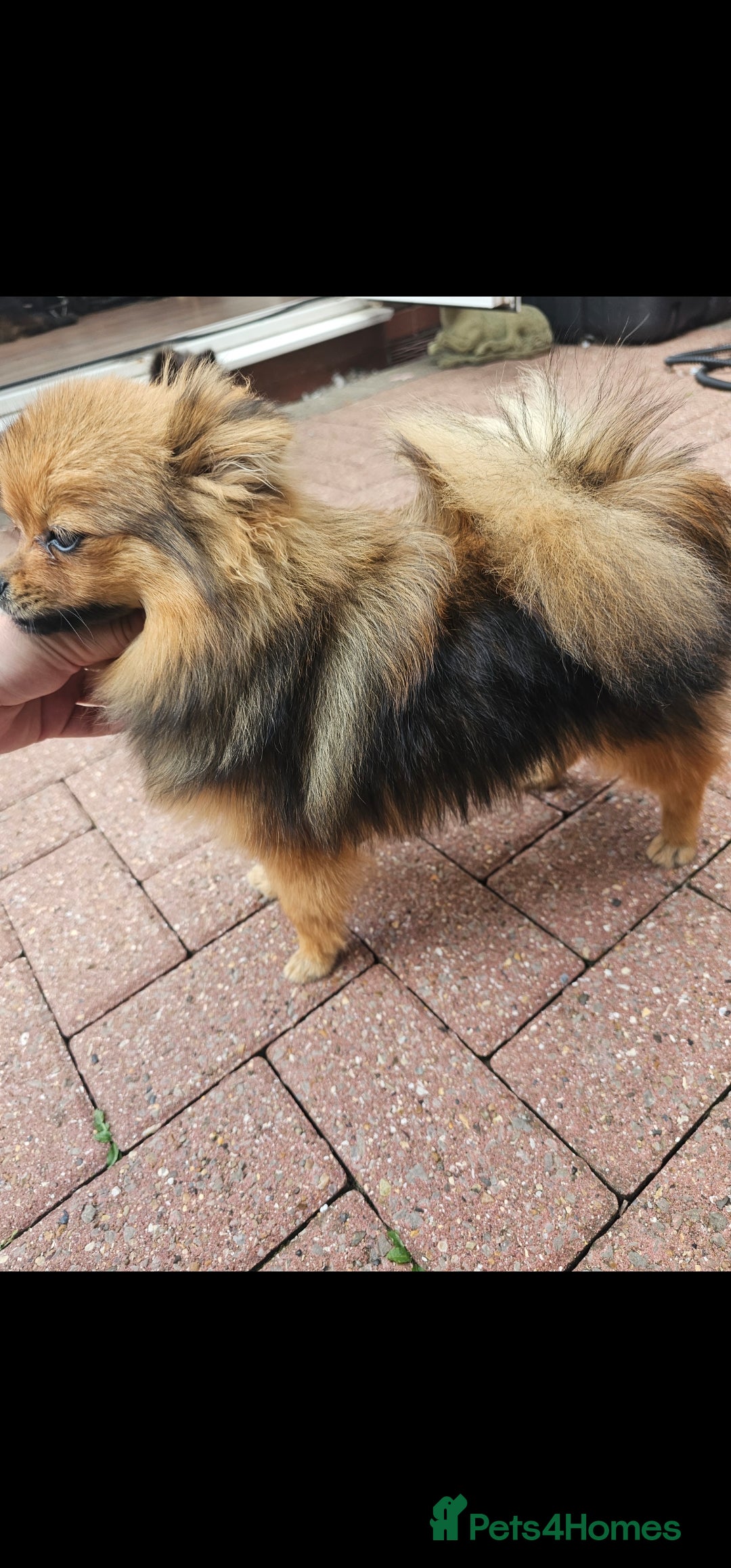 Pomeranian dogs for sale: Pomeranian Girls For Sale  - Image 5