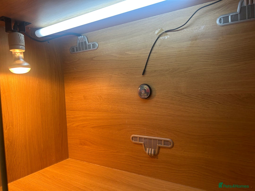 Leopard Gecko reptiles for sale: Leopard Gecko vivarium full set up - Image 4