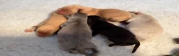 Labrador Retriever dogs for sale: Labrador puppies - Advert 4