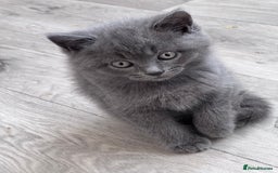 British Shorthair cats for sale: Chunky BSH kittens - Image 17