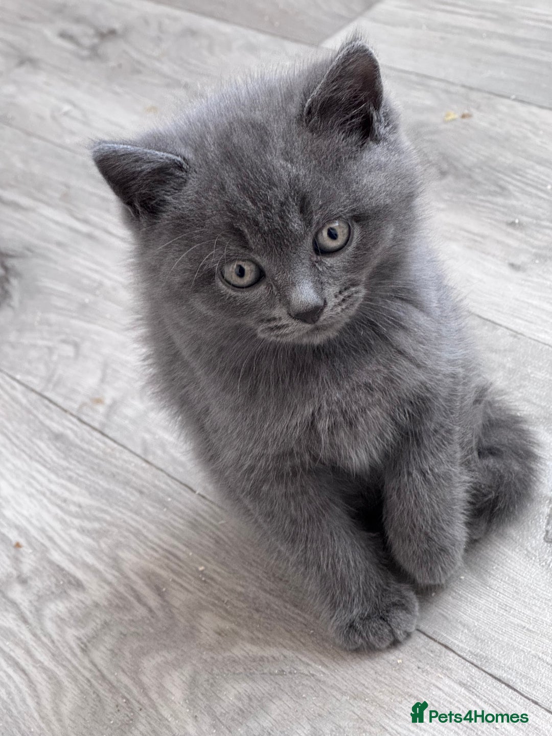 British Shorthair cats for sale: Chunky BSH kittens - Image 17