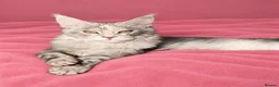 Maine Coon cats for sale: 🩷 Stunning Silver Girl – Last of the Litter 🩷 - Advert 1