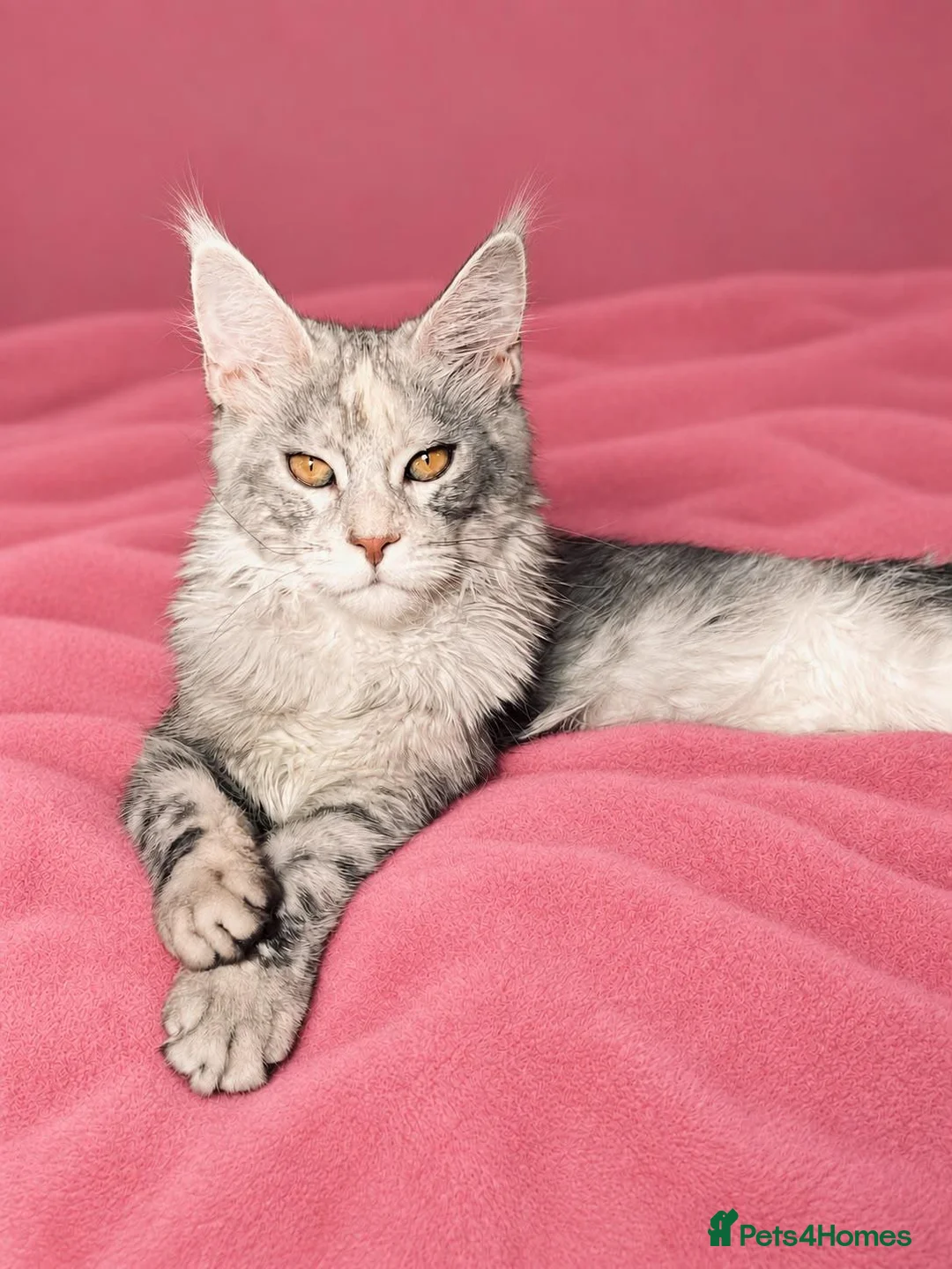 Maine Coon cats for sale: 🩷 Stunning Silver Girl – Last of the Litter 🩷 - Advert 1