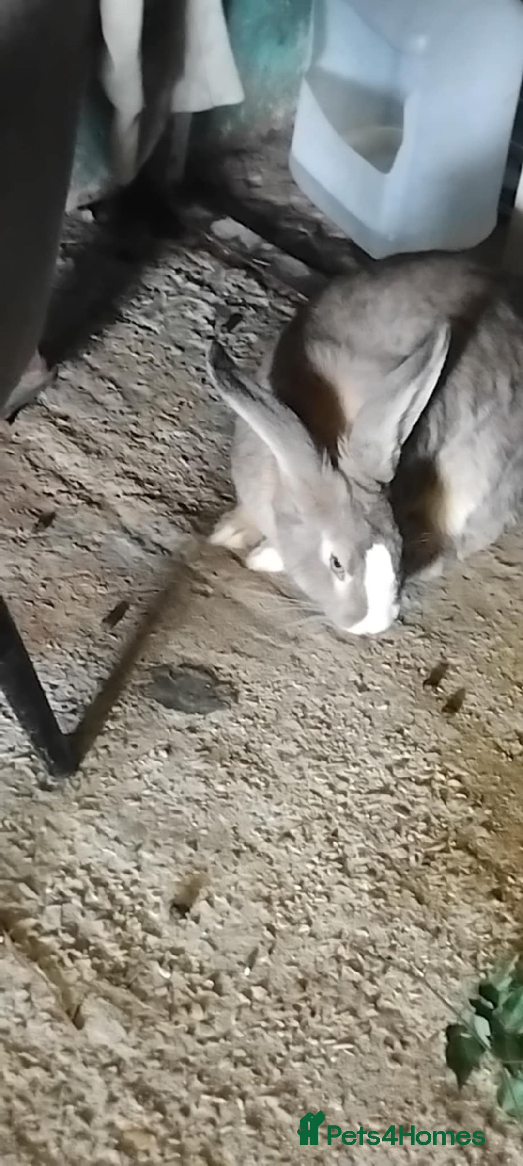 Continental Giant rabbits for sale: Giant rabbit - Image 2