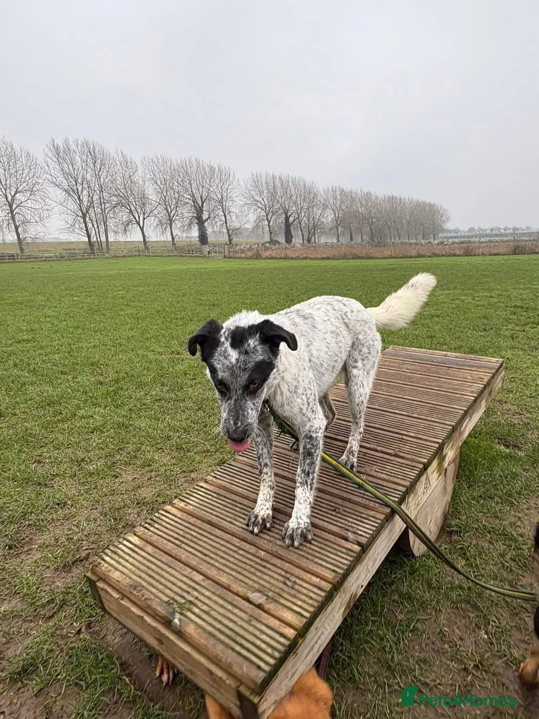 Mixed Breed dogs for adoption: Cessil - Norwich Norfolk  - Advert 9