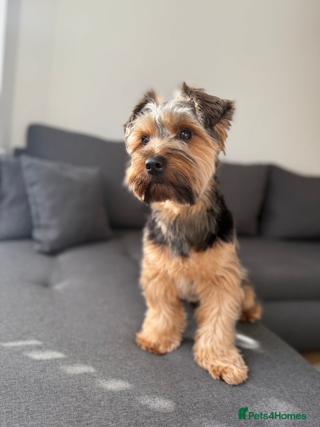 Yorkshire Terrier dogs for stud: Stud Yorshire Terrier - Advert 1