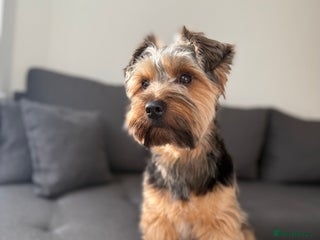 Yorkshire Terrier dogs Stud Yorshire Terrier - Advert 7