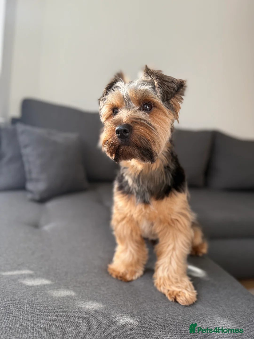 Yorkshire Terrier dogs for stud: Stud Yorshire Terrier - Advert 1