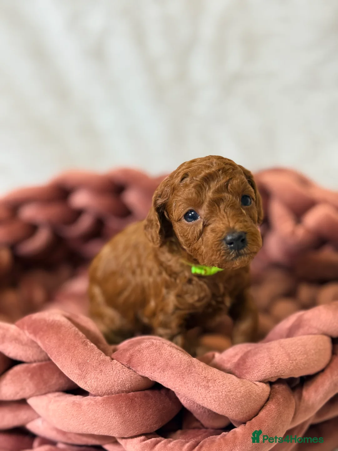 Toy Poodle dogs for sale: ❤️ Exceptional Asian Red Toy Poodle Puppies ❤️ - Advert 7
