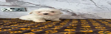 Coton De Tulear Puppy 1