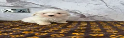 Coton De Tulear dogs for sale: Coton du tulear pups - Advert 11