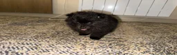 Pomeranian dogs for sale: Pomeranian puppies  - Advert 5